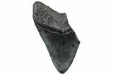 Partial, Fossil Megalodon Tooth - South Carolina #300145-1